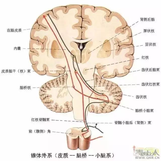 各種剖面圖海馬和穹窿基底核腦島小腦皮質結構神經分佈圖人腦區域圖磁