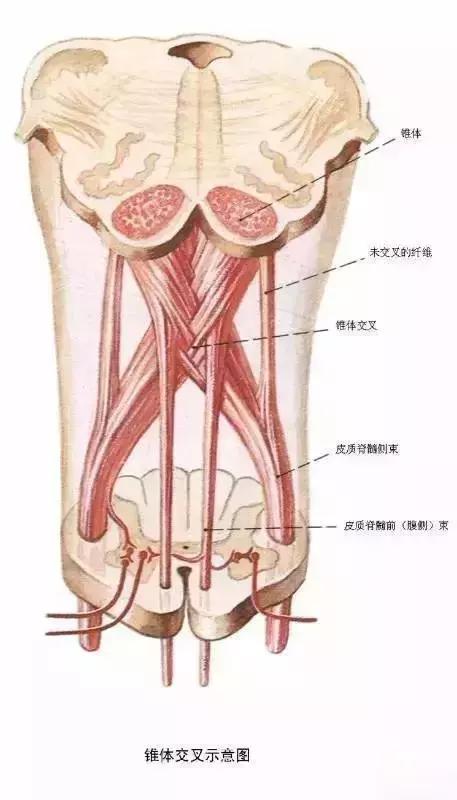 感覺神經的節段性分佈脊神經例如,外周神經中的傳入神經纖維把感覺