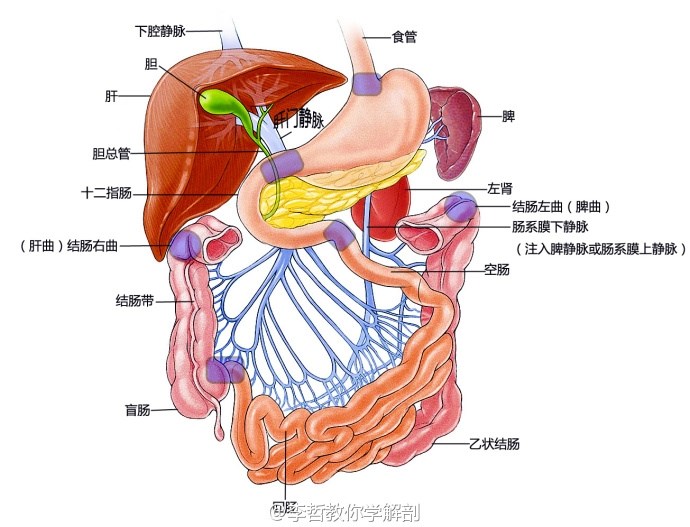 醫學生最愛最美麗的解剖圖大全