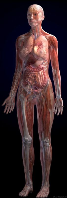 医学生最爱最美丽的解剖图大全