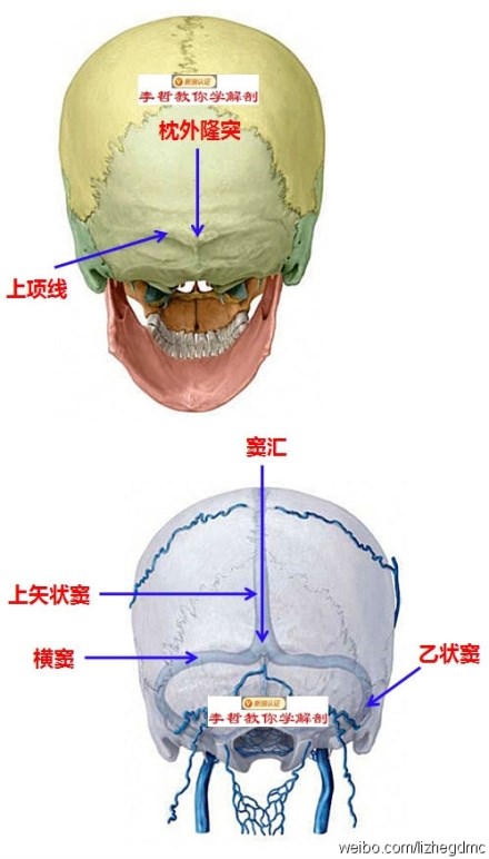 枕外隆突解剖图图片