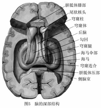 醫學生最愛最美麗的解剖圖大全