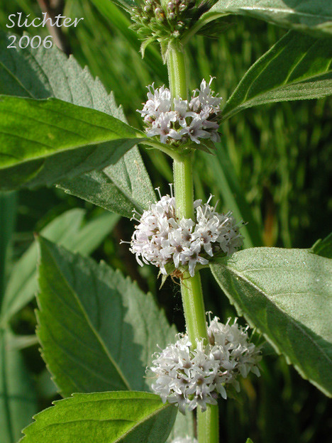 越南薄荷,是本地著名的娘惹美食叻沙的调味品.