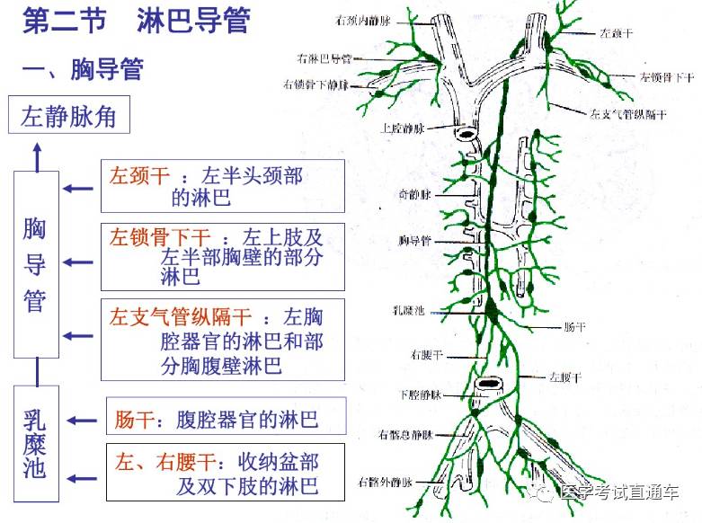 解剖學—淋巴系統(一)淋巴總論