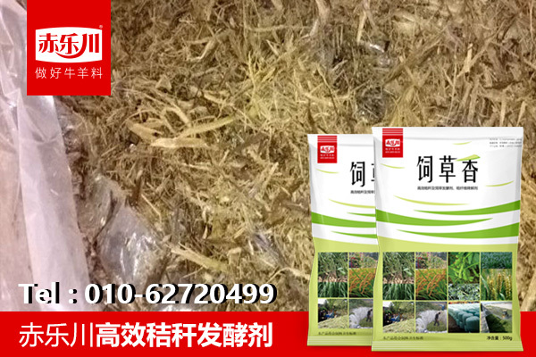 很多養牛養羊戶開始做青貯飼料,該如何選玉米秸稈專用發酵劑呢?