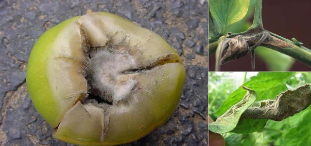 有图有真相,史上最全番茄病害