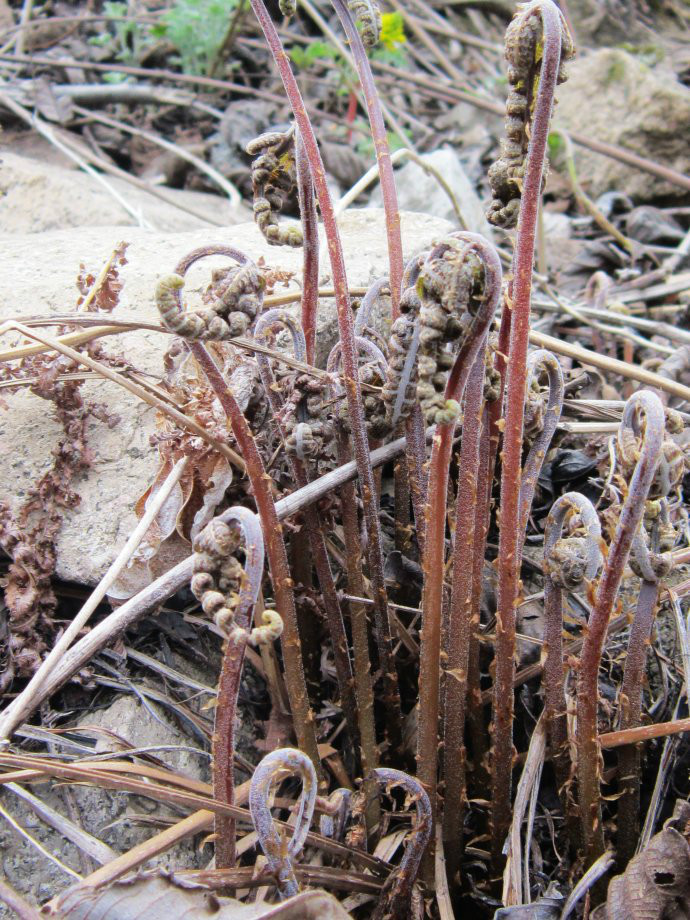 黑龙江常见药食两用山野菜系列之多齿蹄盖蕨(猴腿) (转载)
