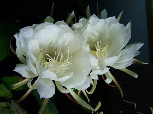 昙花一现惊艳世界送给最好的朋友