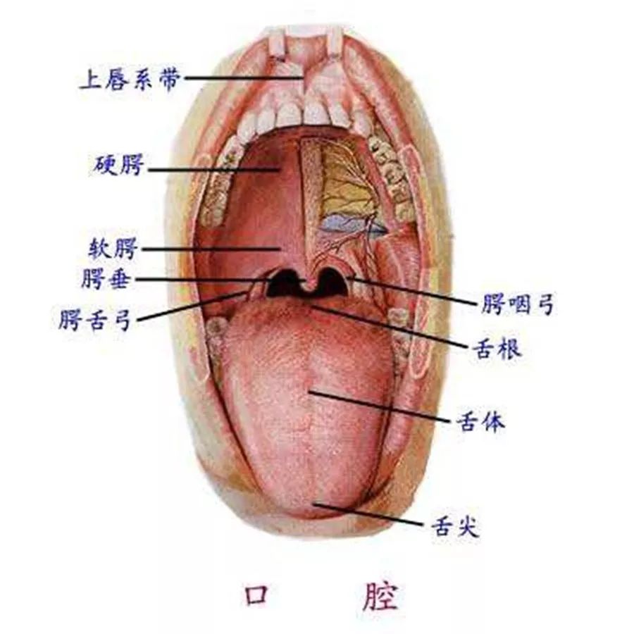 人口腔中有一悬雍垂,俗称小舌,在口腔中软腭后缘正中悬垂的小圆锥体