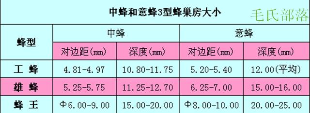中华蜜蜂都有什么习性