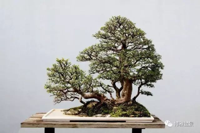 近100盆精品水旱盆景欣赏