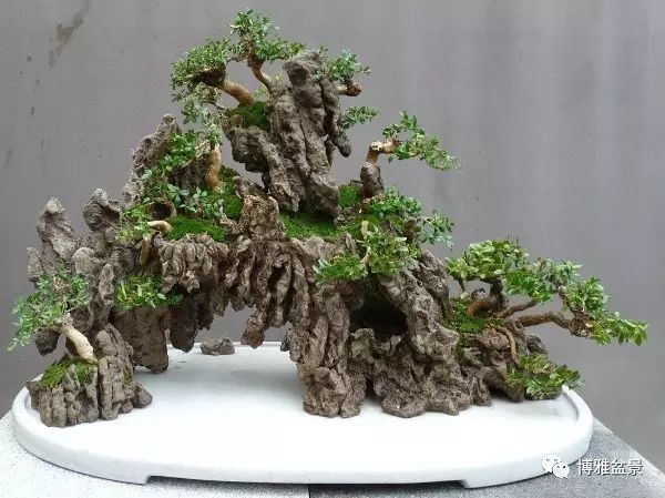 近100盆精品水旱盆景欣赏