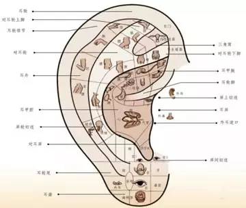 耳診全息耳療是根據中醫經絡理論,由針灸發展變化而來,通過耳穴磁灸