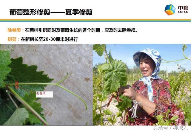 葡萄整形修剪技术,附技术图