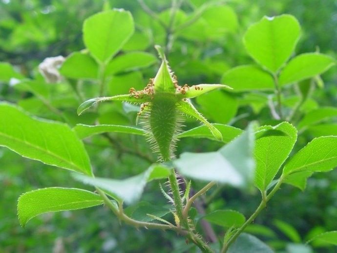 每日衣一学草药38白饭草
