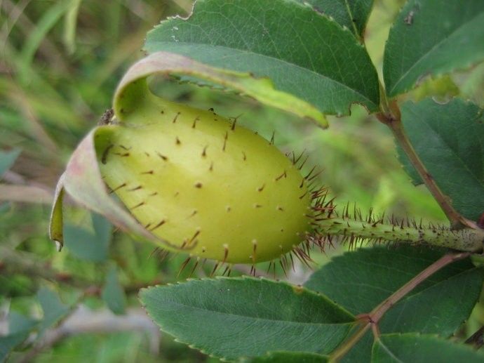 每日衣一学草药38白饭草