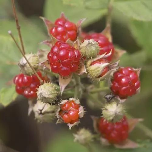 每日一学草药35:蛤壳草(雷公根)