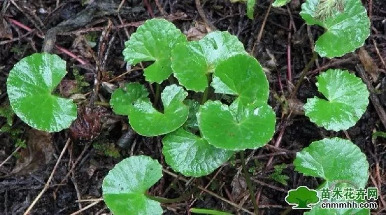 就一味蚶壳草,何老用这个救了不少人,在医院里头他还用这个新鲜的草药