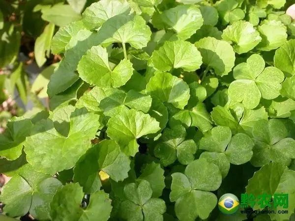 每日一学草药35蛤壳草雷公根