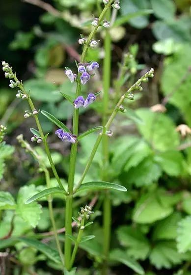 每日一学草药31白花臭草