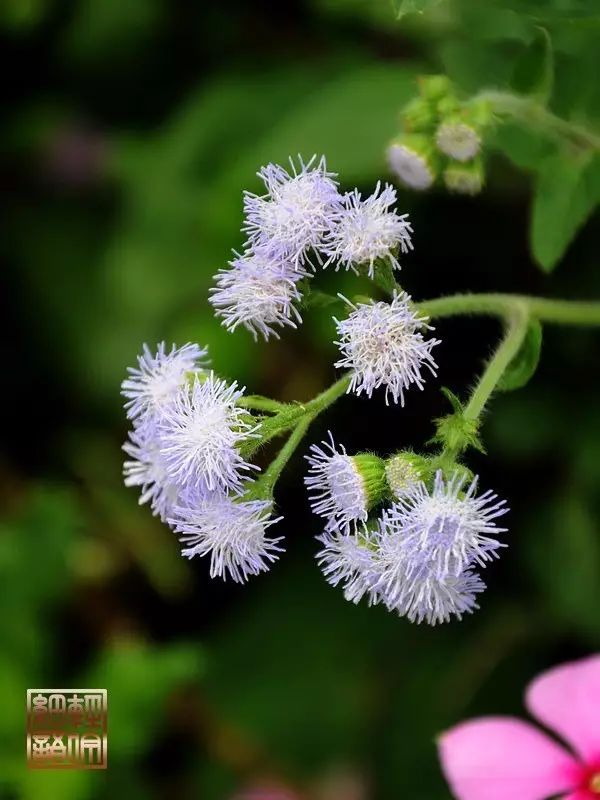 每日一学草药31白花臭草