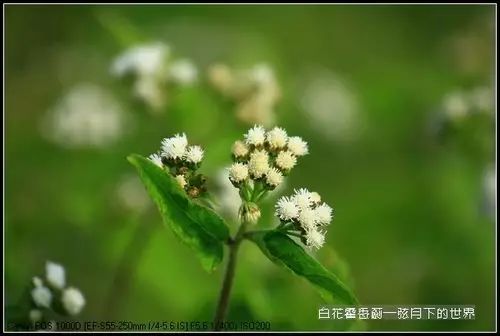 每日一学草药31白花臭草