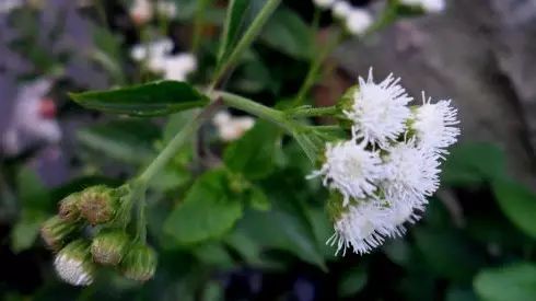 每日一学草药31白花臭草
