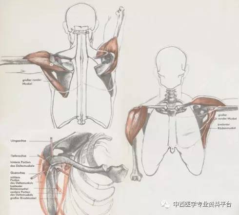 2.肱二頭肌 起點:肩關節肱骨頭和肩胛骨喙突. 止點:肘關節下端.