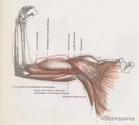 結構要點:肱二頭肌在大臂的內側,肱二頭肌屈伸時,使自身的形態變化較