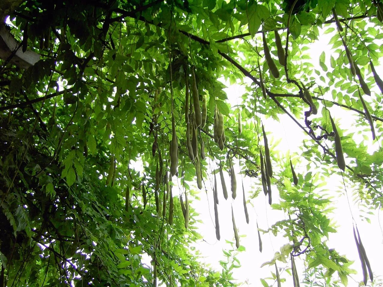 每日一学草药46葛根