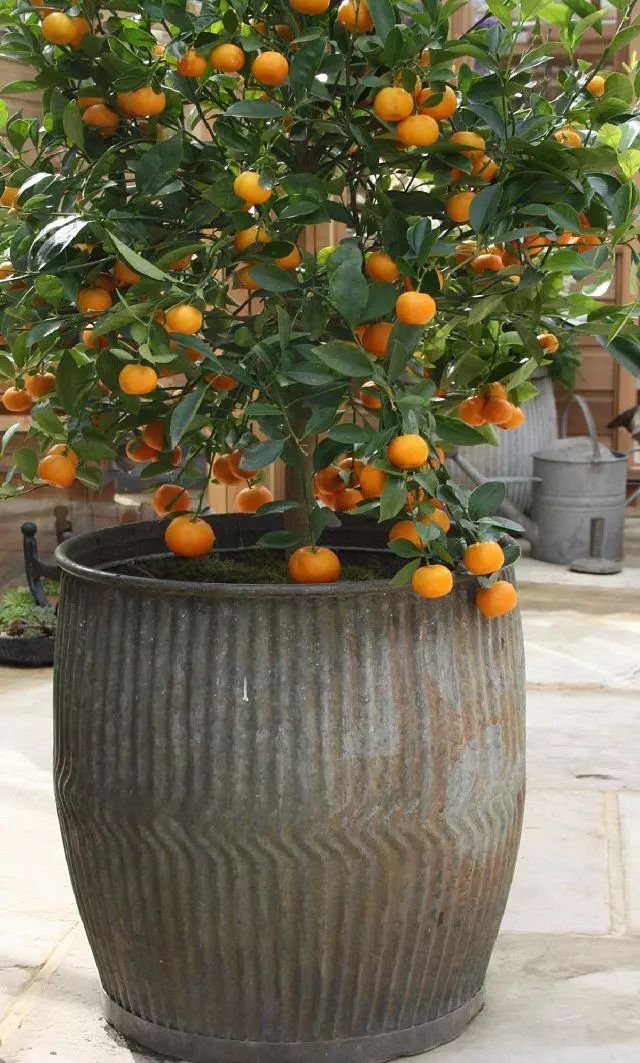 14,柑橘和橙子