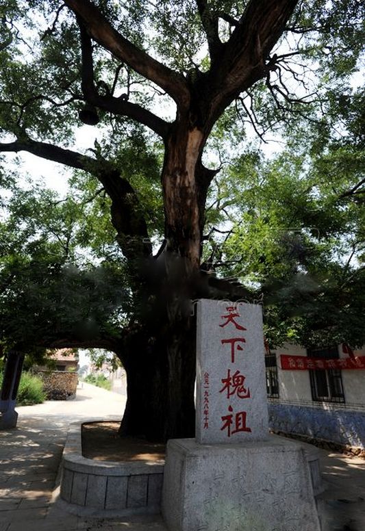 龙口市东江街道董家洼村一株1000年的槐树.