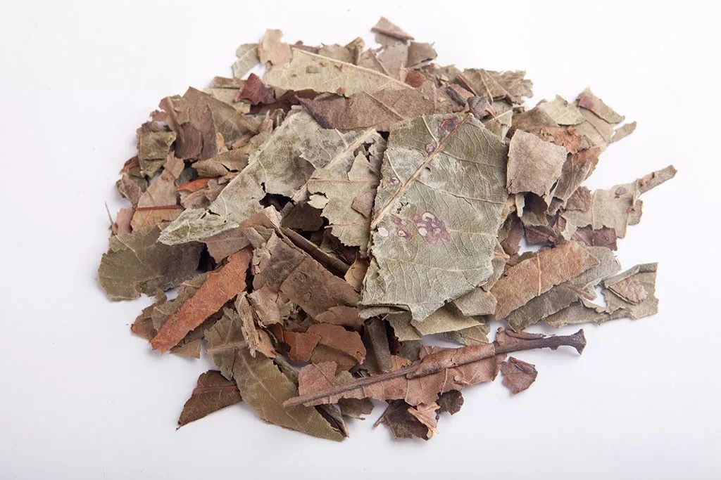 每日一学草药61枇杷叶