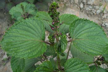 中药图片化痰止咳平喘药2