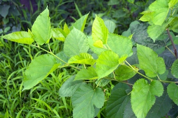 与花被片对生,中央有退化雌蕊;雌花花被片4,子房上位,由2个合生心皮