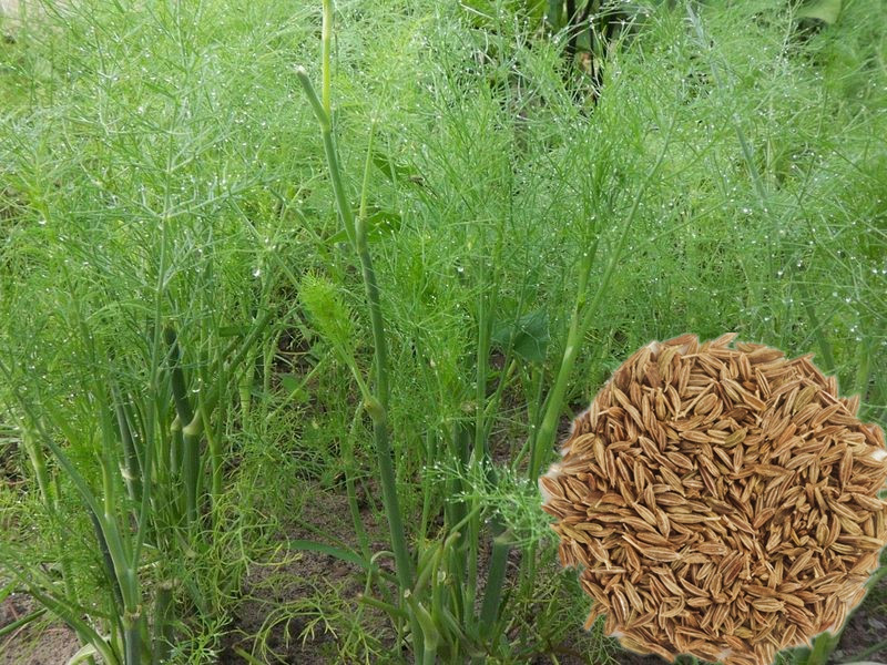 各种香料的配方上