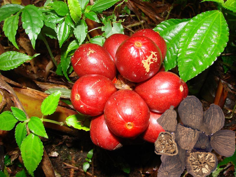 5 草果一种姜科植物草果的果实,尝之味怪,不好受.