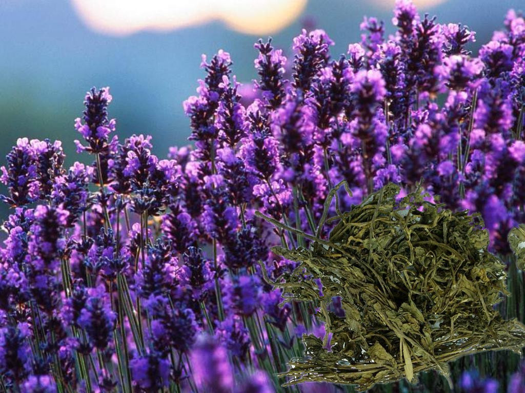 校徐江普副教授验证:应叫灵香草,又名零陵香,为报春花科珍珠菜属植物