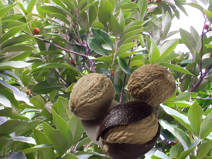 10 白豆蔻又叫圆豆蔻,市场上或药店有写为百叩,叩仁的.