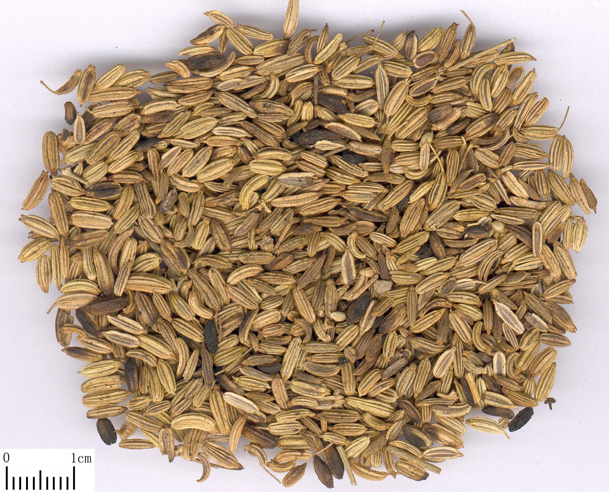 13 孜然别名,阿拉伯小回香,安息茴香,属伞形科植物,孜然芹的种子,主要