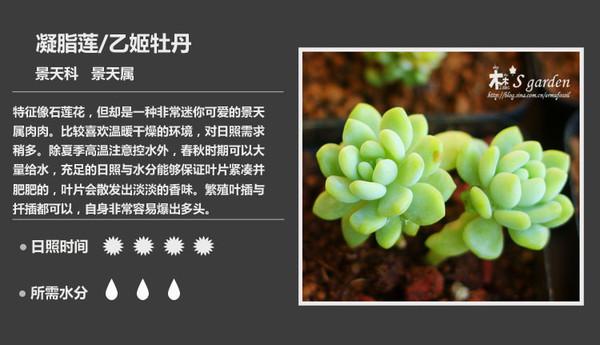 史上最全的多肉植物名字对照图*