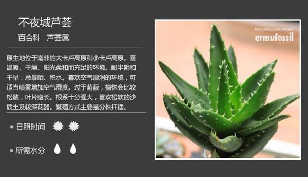 史上最全的多肉植物名字对照图*