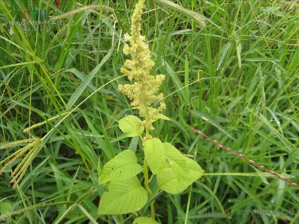 每日一学草药28:艾叶 - 好网角文章收藏