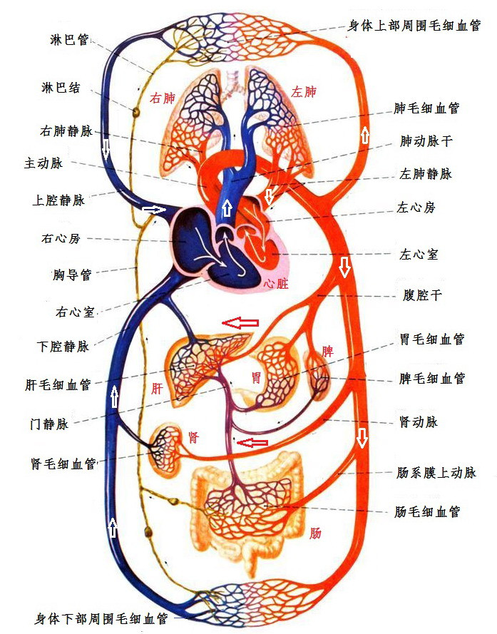 人体淋巴循环示意图图片