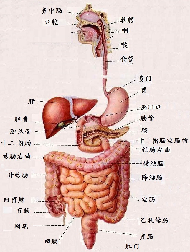 人体肝胃位置示意图图片