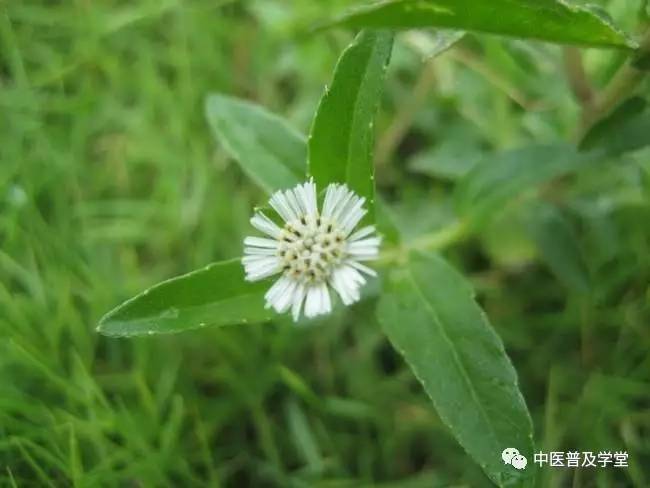 凤阳拾遗草医刘济勇老师讲述12旱莲草草药世界里头的强壮止血药