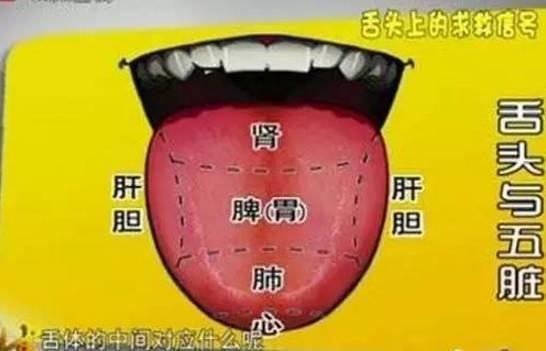 舌头的五脏划分画图图片
