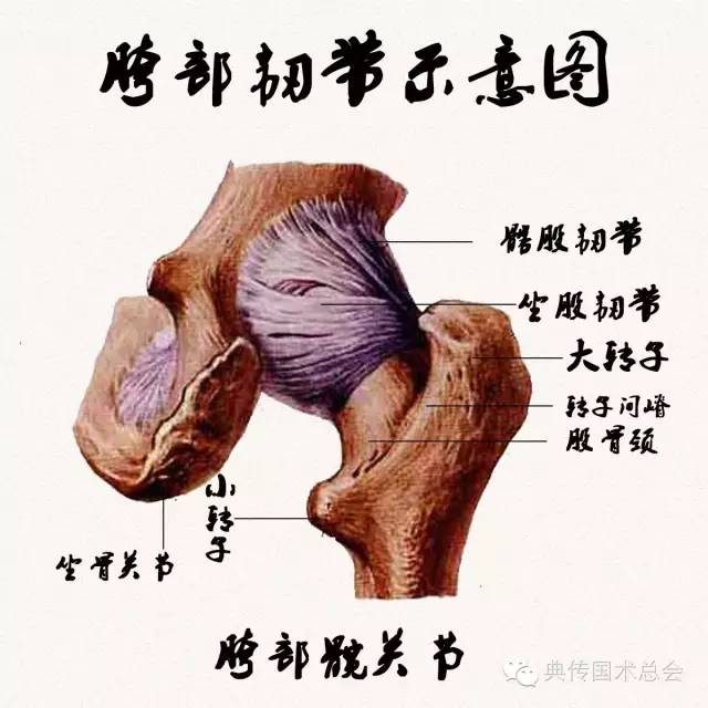 普及传武基础开关节之开胯