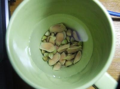 只需7步教你用新鲜柠檬核培育柠檬树