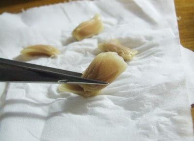 只需7步教你用新鲜柠檬核培育柠檬树